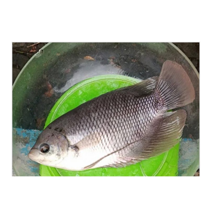 

{KENZEAMART}IKAN GURAMI SEGAR 1 EKOR 400-500GR