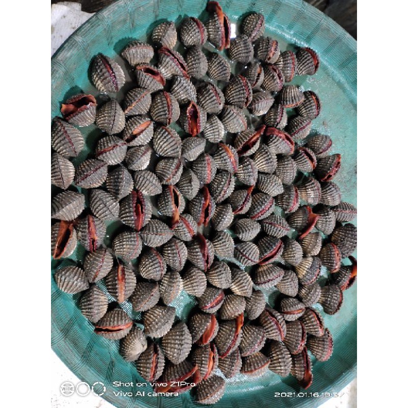 

kerang dara hidup besar 1kg