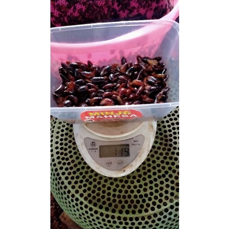 Umpan mancing Ceremenje / Ceremende atau kecoa batu