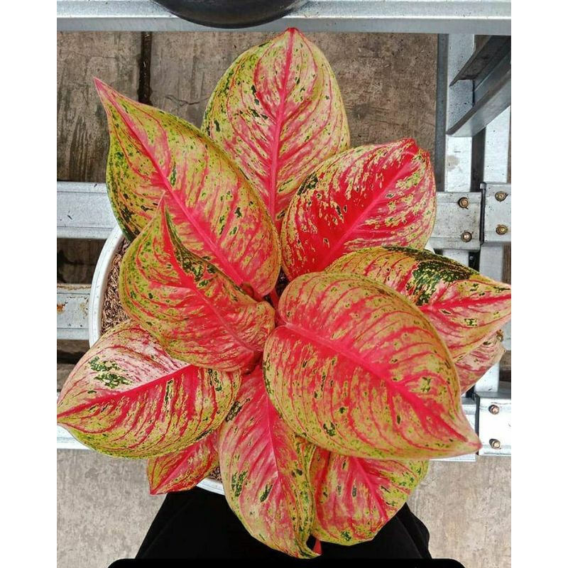  Aglaonema  Tiara Mutasi  Tips dan Trik Pertanian