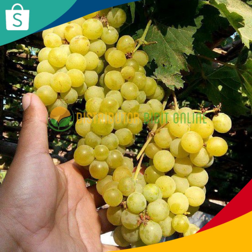 Bibit Buah Anggur Yellow Belgia Original Lazada Indonesia