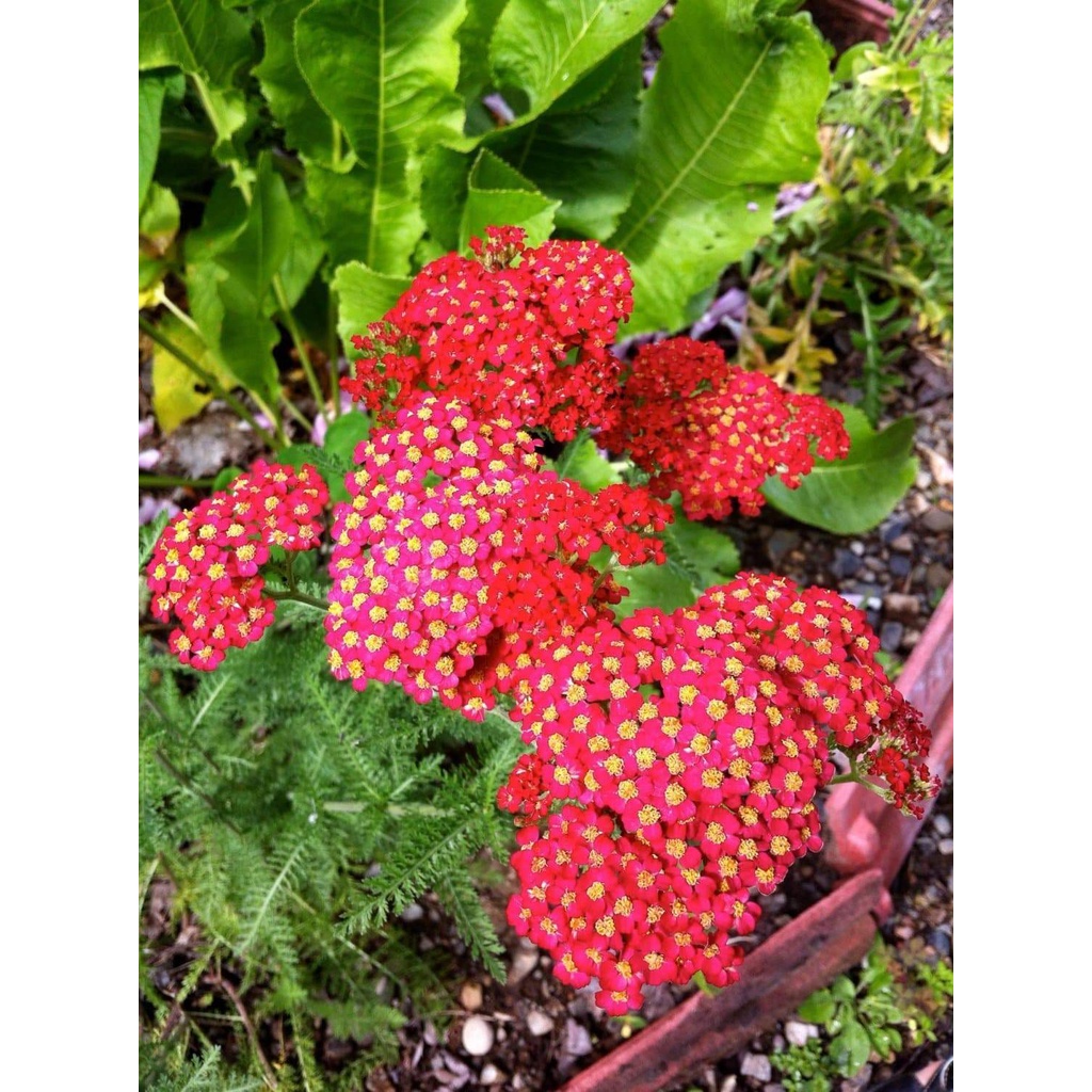 Benih Bibit Biji - Bunga Achillea Millefolium Rubra Red Yarrow Flower Seeds - IMPORT