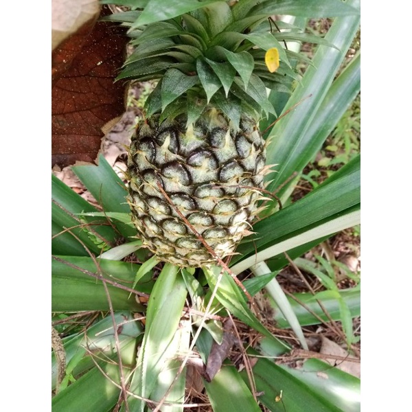 

Nanas muda