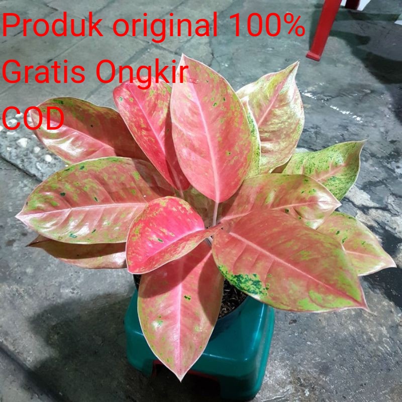 Bunga Aglonema Dewasa mutasi Big Roy Daun Banyak Murah Tanaman Hias Aglonema Big Roy