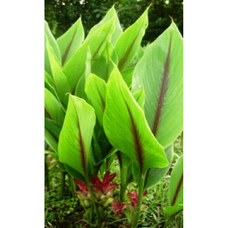 

kunyit hutan