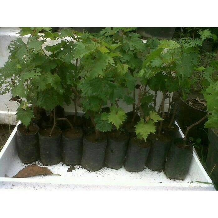 tanaman anggur / pohon rambat tanaman anggur