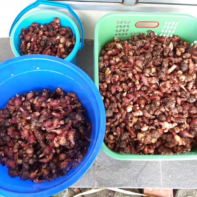 

JAHE MERAH TUA