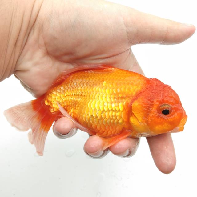 Ikan Mas Koki Oranda Lionhead ORIGINAL