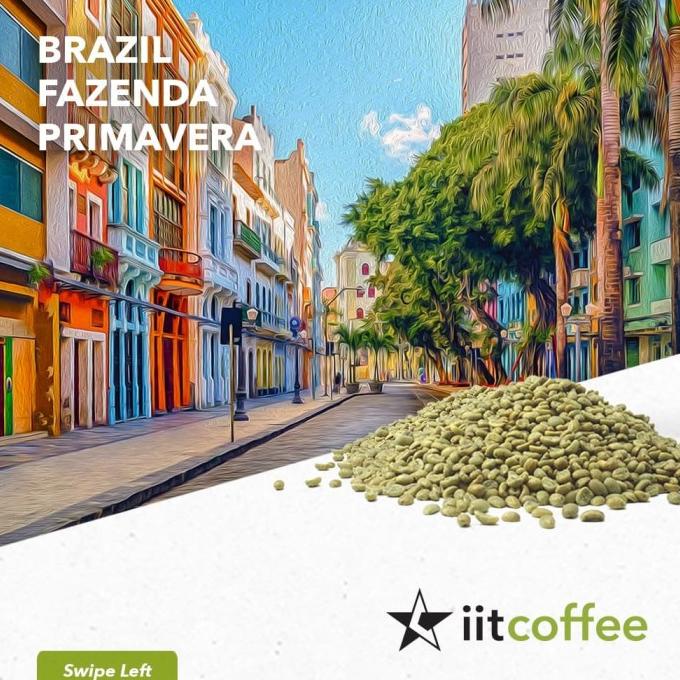 

Arabica Green Beans - Brazil Fazenda Primavera Yellow Catuai 1Kg