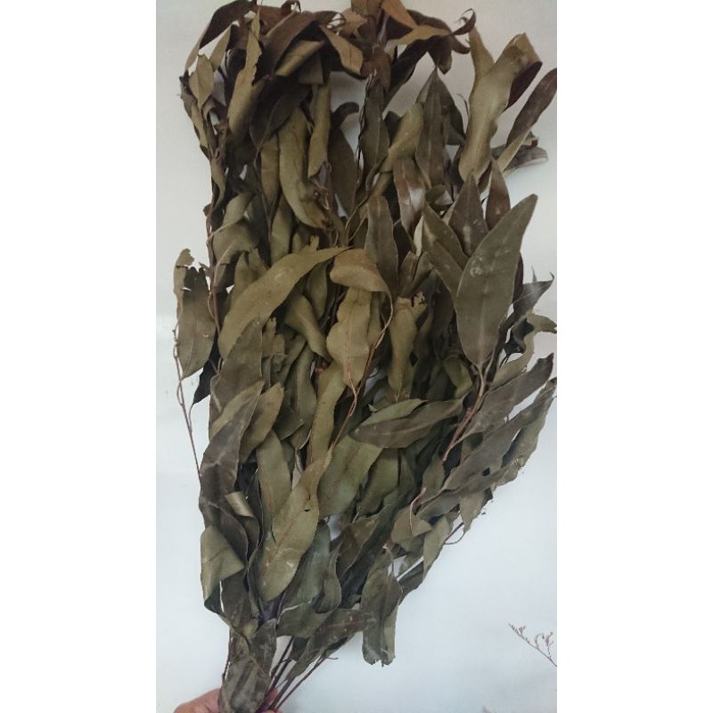 

Dried green melaleuca cajuput bundle pack daun greenery kering
