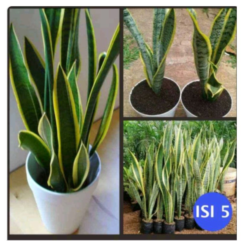 tanaman hias lidah mertua tanaman hias paket isi 5 lidah mertua