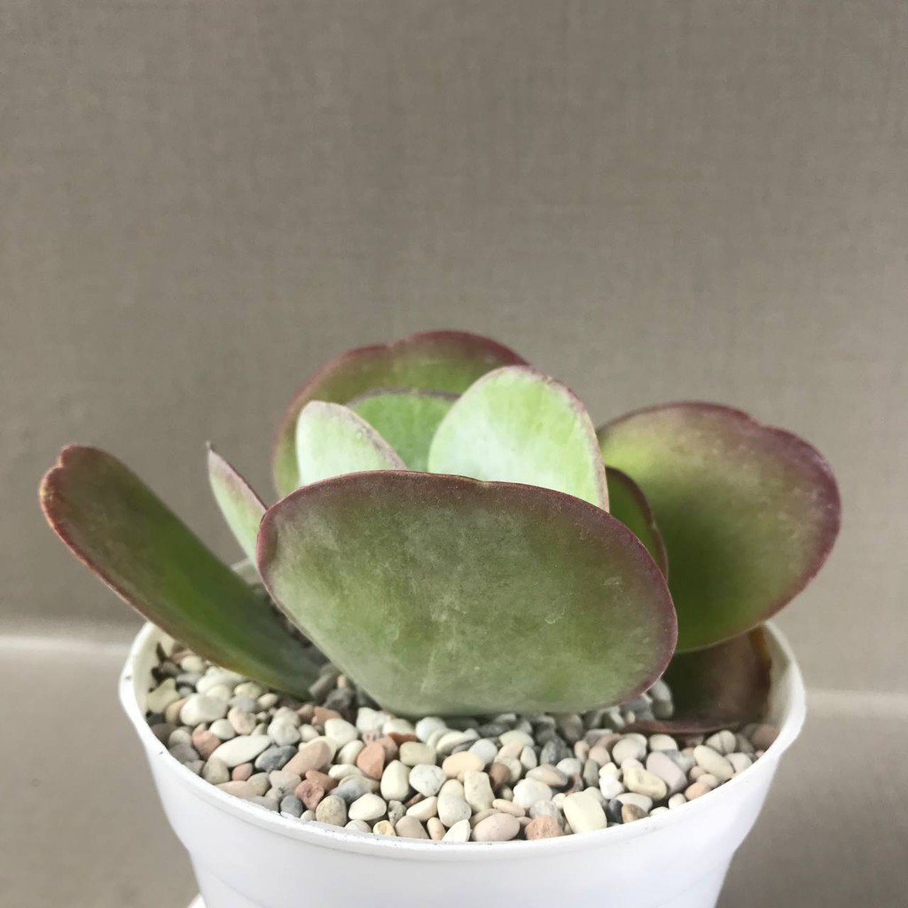 Kaktus Sukulen (Kalanchoe Luciae) Tanaman Hias Hidup