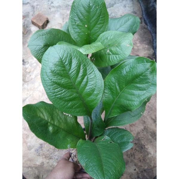 tanaman antorium jemani supernova / antorium kulit jeruk