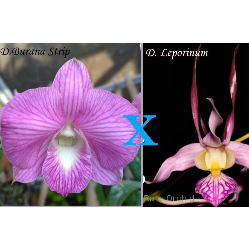Benih Botolan Dendrobium Burana Strip x D. Leporinum