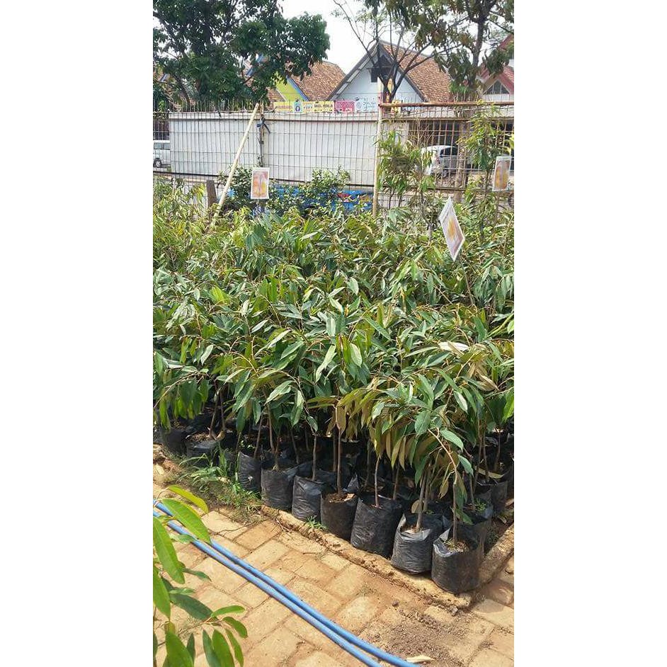 Bibit tanaman vanili plani berkah