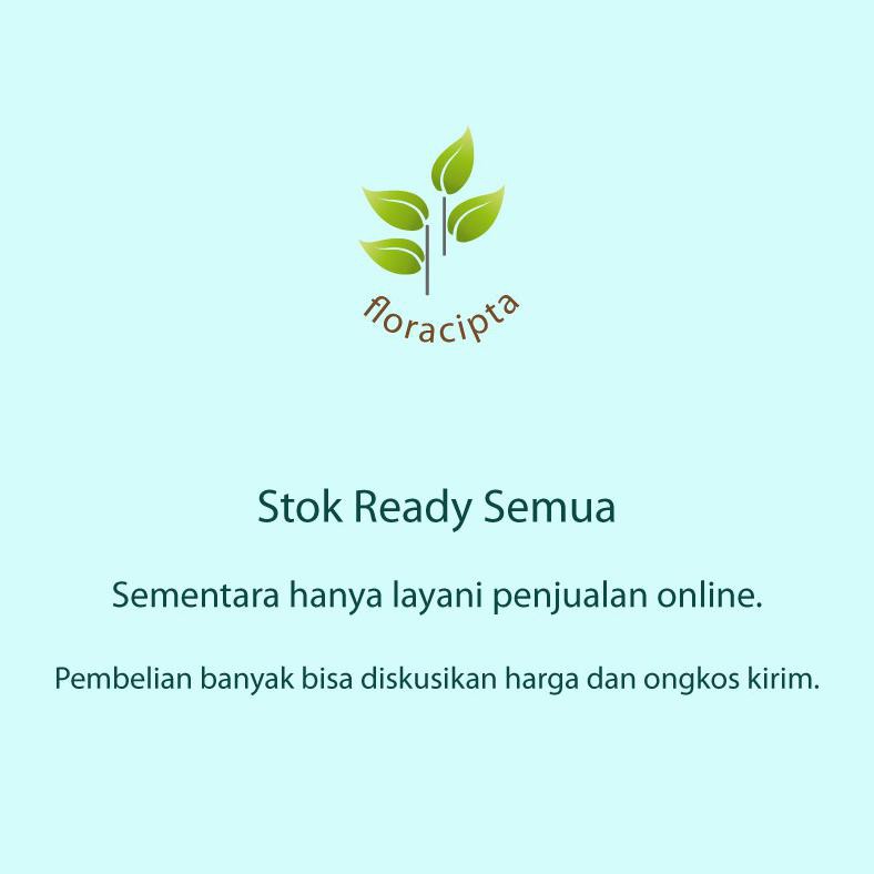 Bibit Manggis Pohon Manggis Bibit Buah Manggis Pohon Buah Manggis Crv