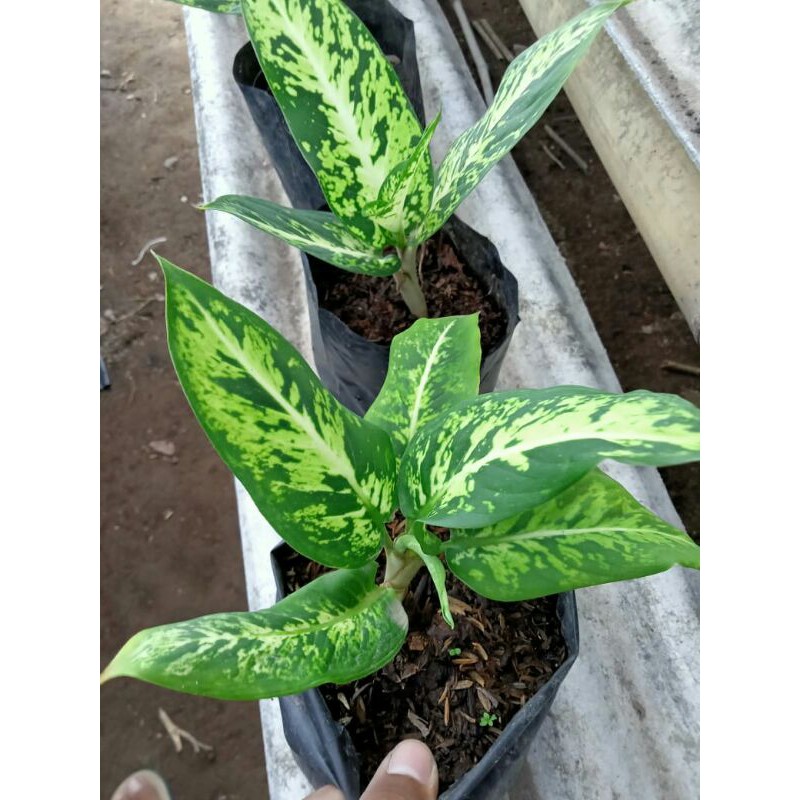 aglonema/aglonema brazilia/COD
