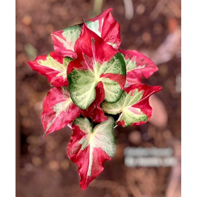 Keladi Cat Tumpah | Tanaman Hias Caladium / Keladi Cat Tumpah / Keladi Shycol Anakan Murah