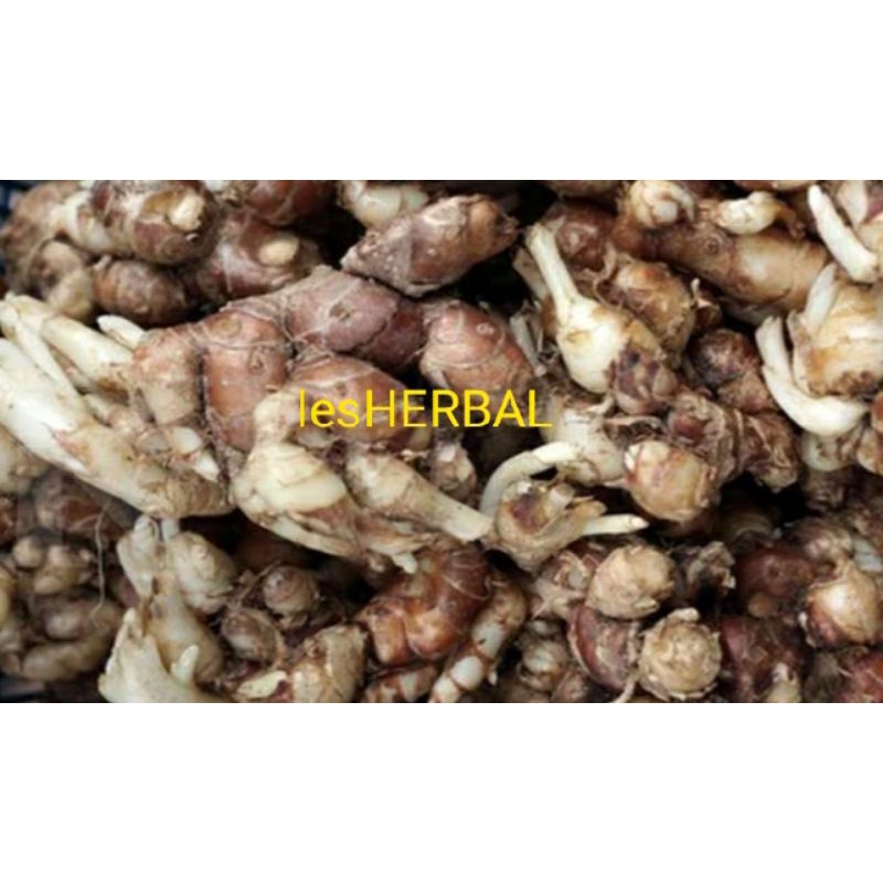 

jual kencur SEGAR 300gram
