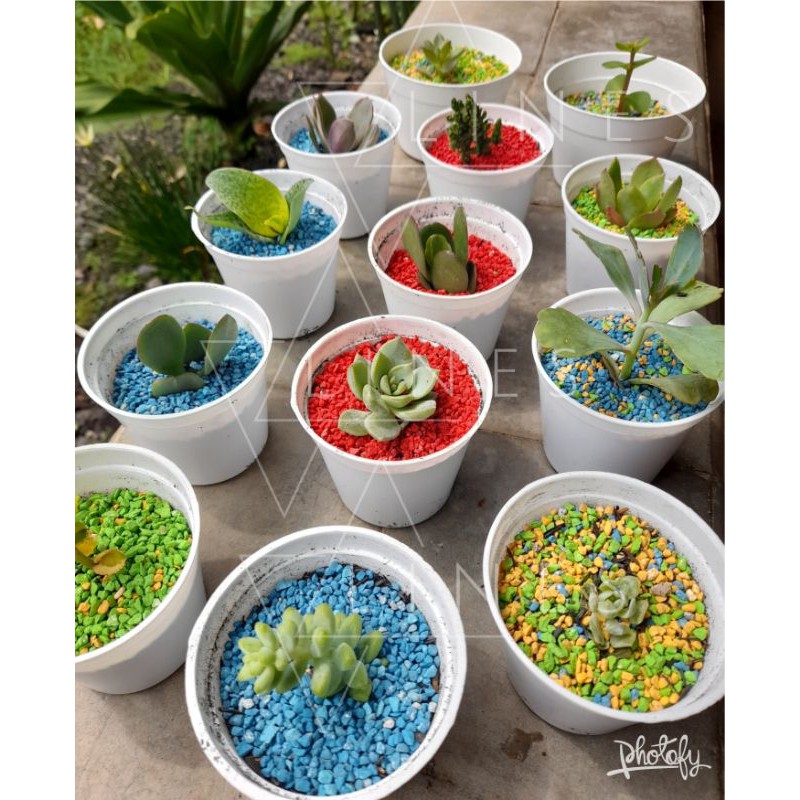 Tanaman Bibit Kaktus / Sukulen - Souvenir Kaktus - Souvenir Sukulen - Tanaman Hias