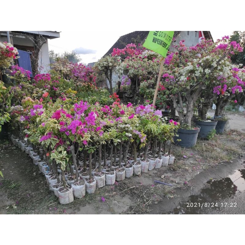 Tanaman bibit bunga bougenville 3 warna besar / bogenvil,bunga kertas