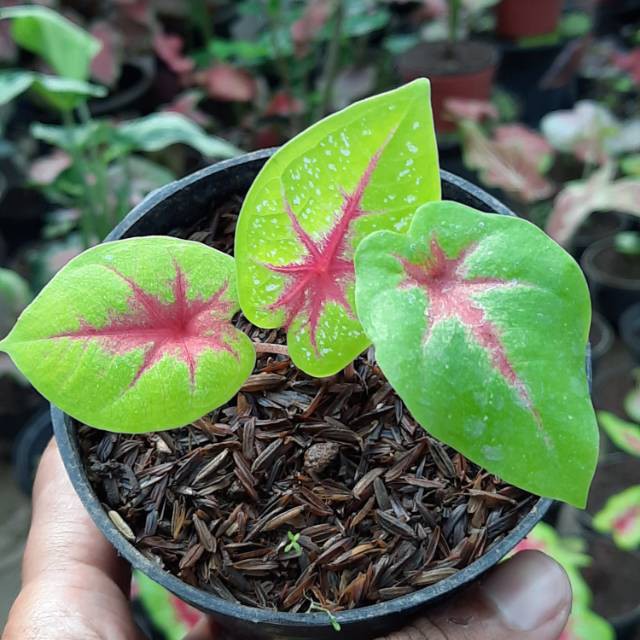 Caladium Tears Of The Sun