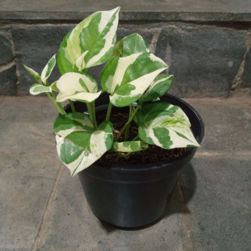 Sirih Njoy + pot Gading Varigata Variegata termasuk pot