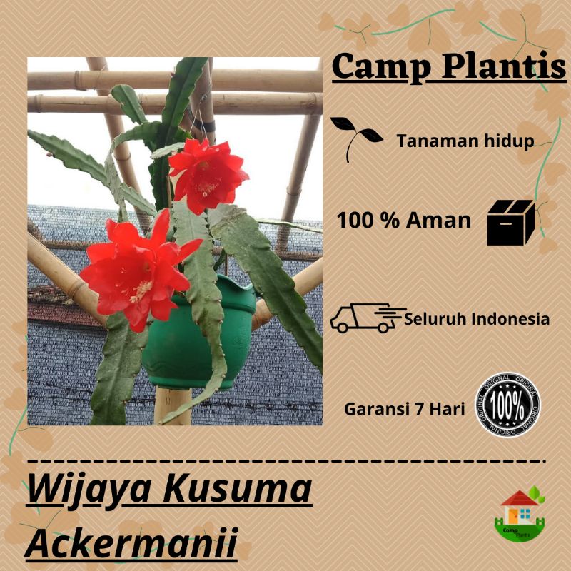 Tanaman hias Bunga wijaya kusuma - Ackermani