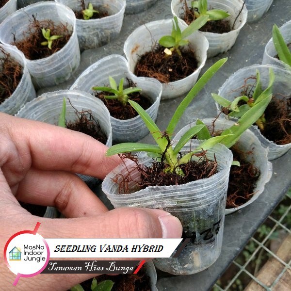 Bibit Tanaman Bunga Anggrek Vanda Seedling Hybrid Taiwan - Seedling Vanda
