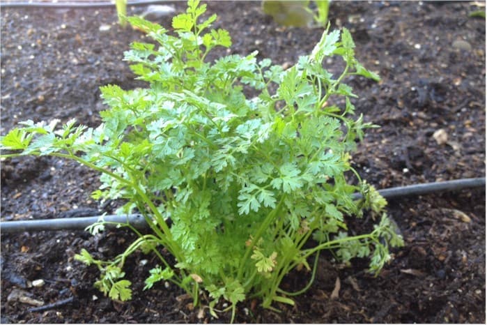 Haira Seed Bibit-Biji Chervil Curled