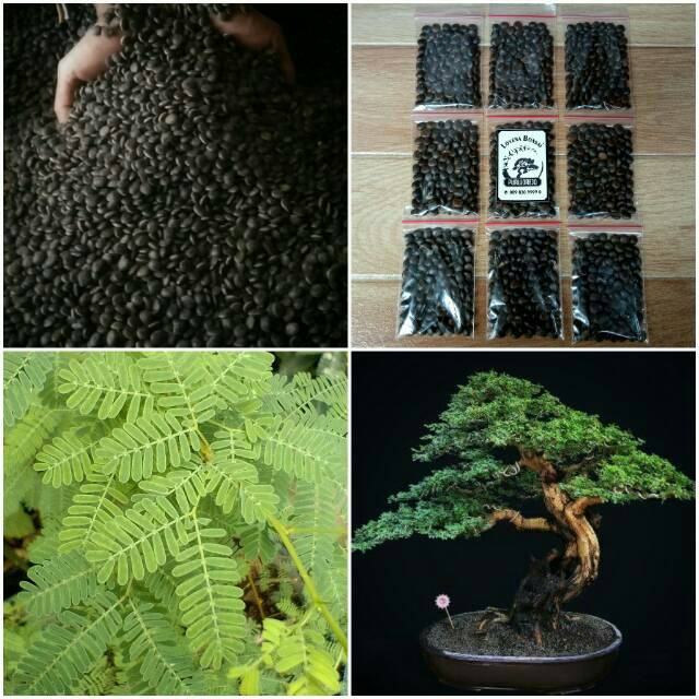 Berisi 250 Biji Benih Bonsai Arabika / Klampis Ireng