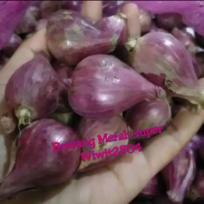 

Bawang Merah Brebes Super besar 500g