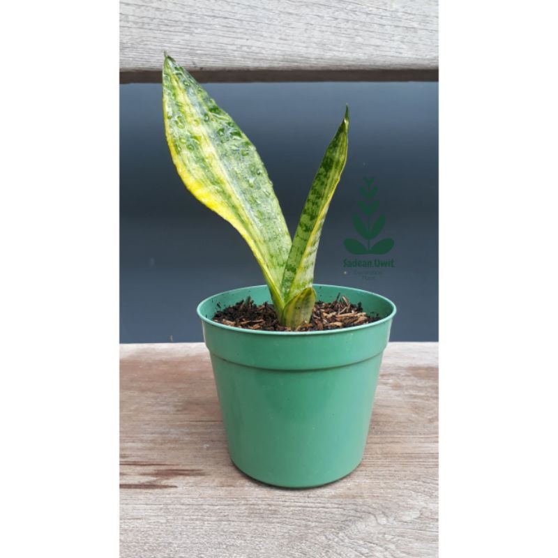 Jual Tanaman Hias Sansivera Sansevieria Parva Lancet Varigata Variegata