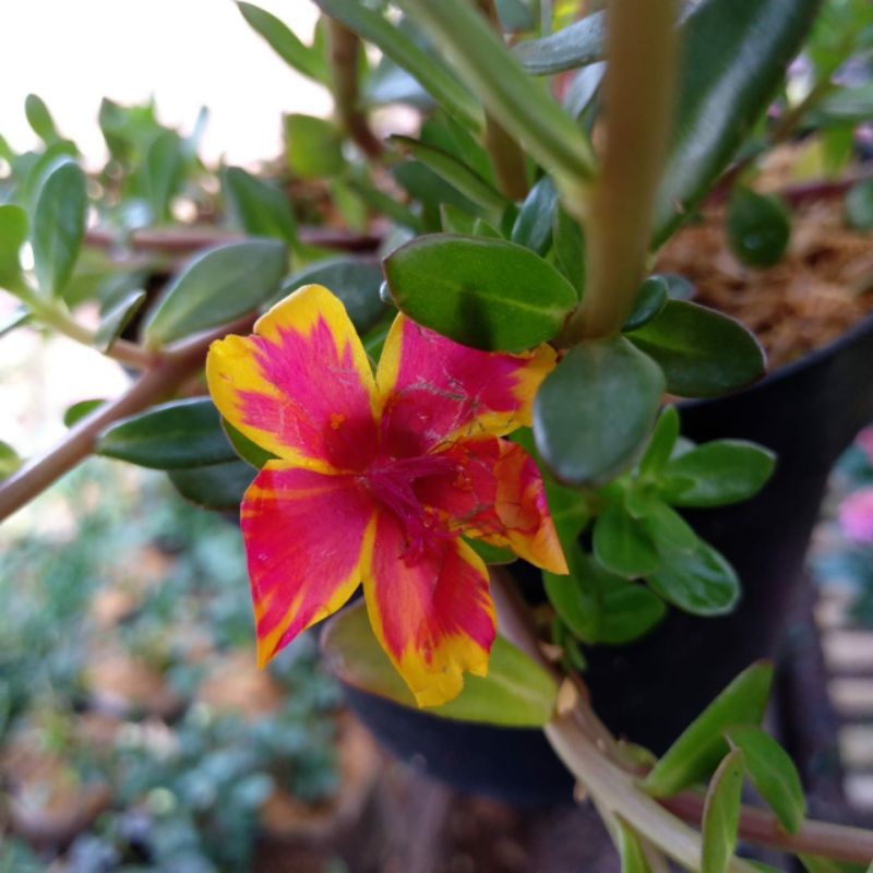 tanaman portulaca colour blast (jepang) / tahan panas + pot gantung