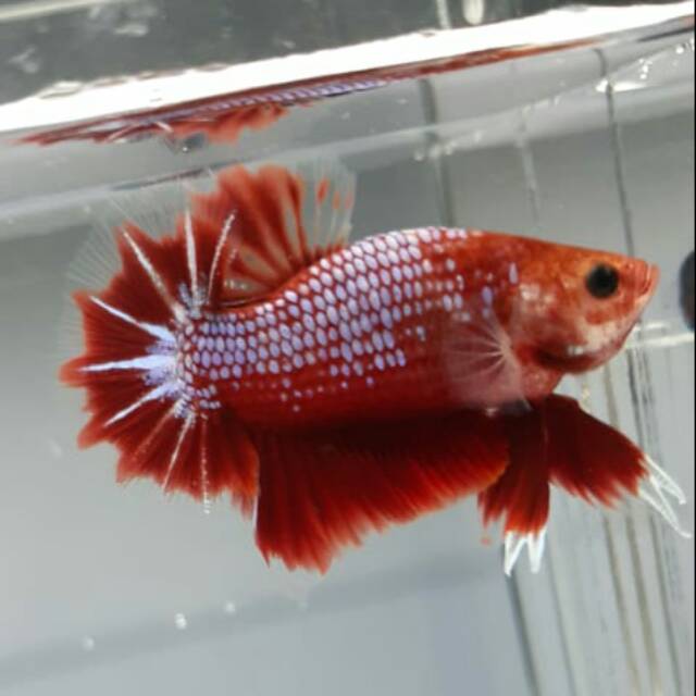 Cupang hellboy fancy