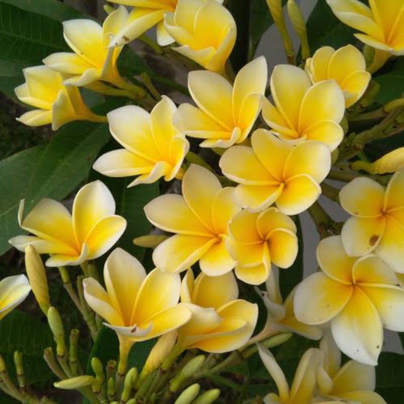Bunga Cendana Plumeria - Jepun Kamboja Frangipani BALI
