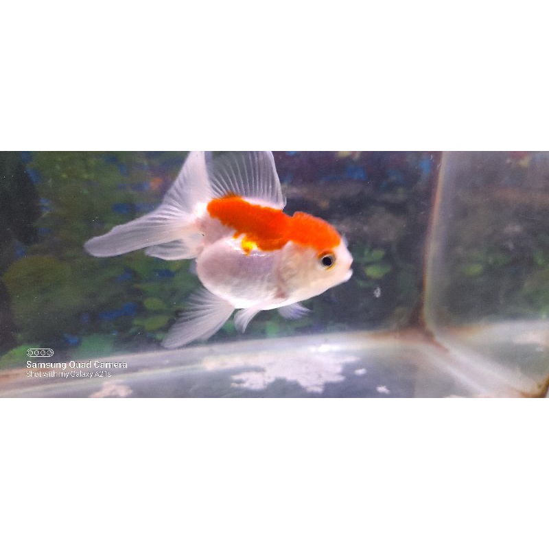 

ikan oranda kombinasi