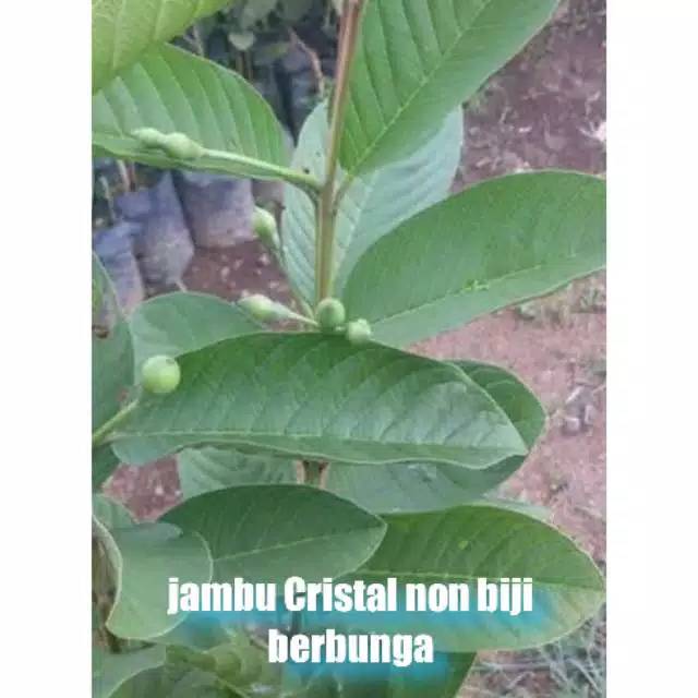 bibit jambu kristal berbunga /jambu non biji/ bibit jambu kristal /jambu kristal /bibit jambu