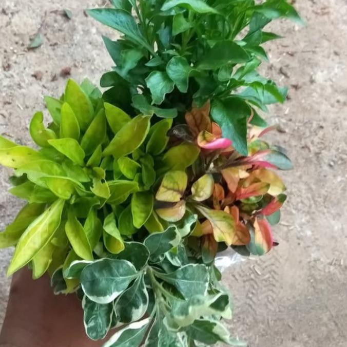 Tanaman hias sepaket 4 jenis krokot varigata, kuning, hijau dan merah