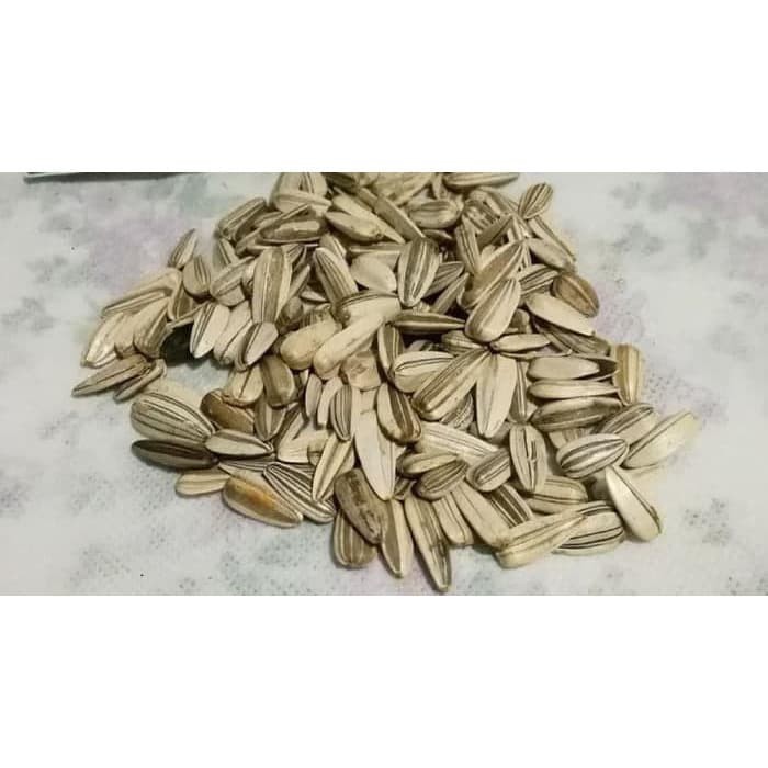 BIJI BENIH BUNGA MATAHARI