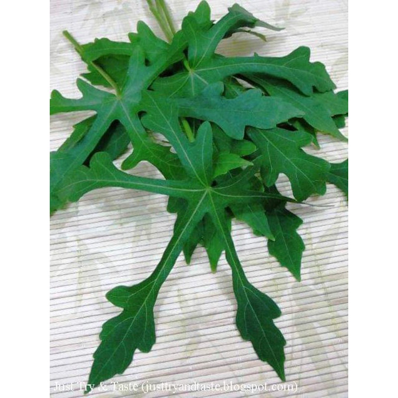 

jual daun gedi segar per 10 lembar
