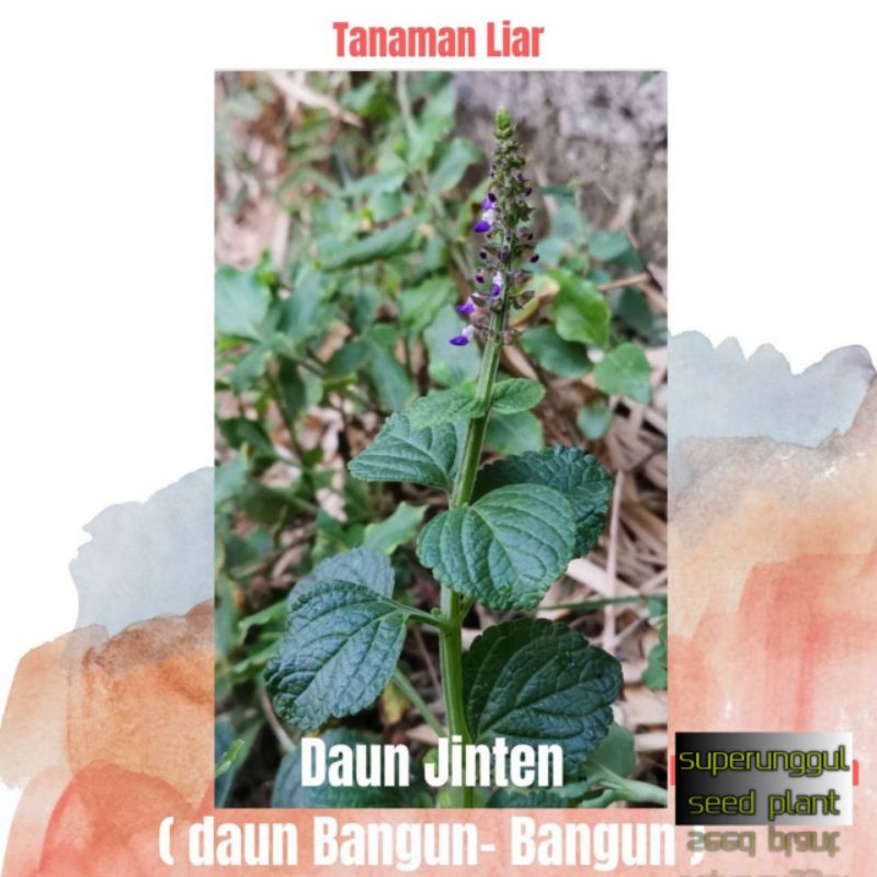 Tanaman Pohon Herbal Jinten Termurah