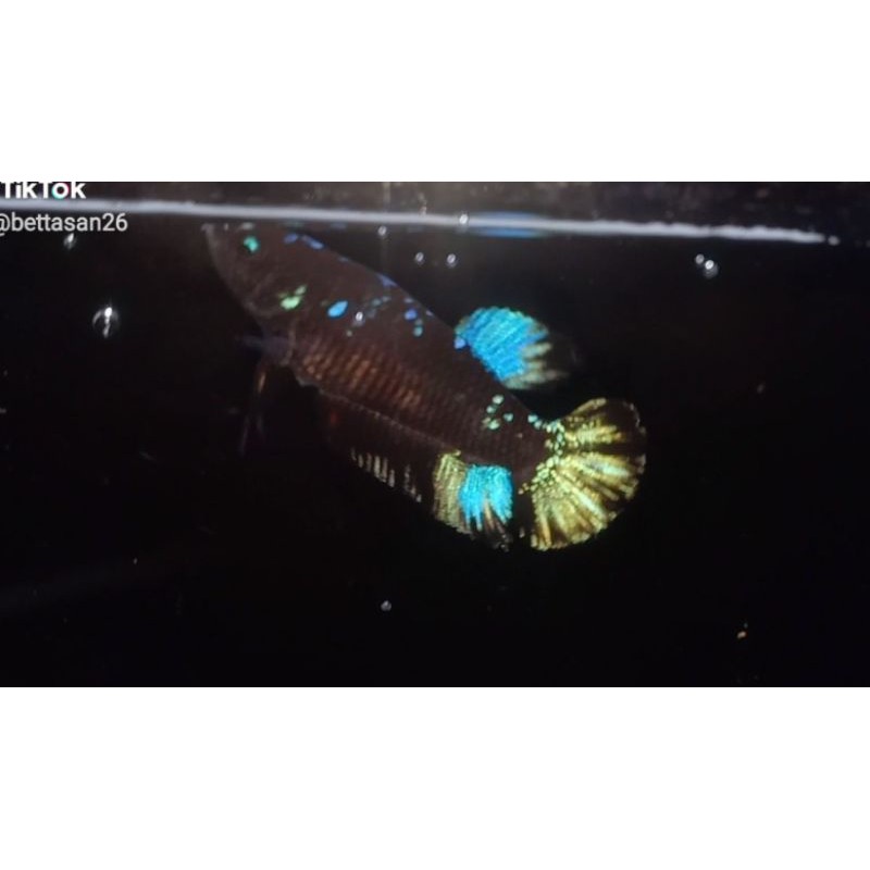 cupang avatar gordon