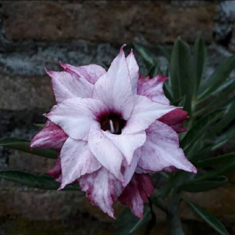 

Bibit bunga kamboja adenium yuhe