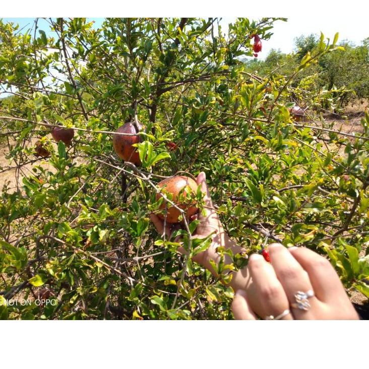 

{M-EKR) {☀) Buah delima merah segar spanyol mini satuan biji lunak {banyak diminati)