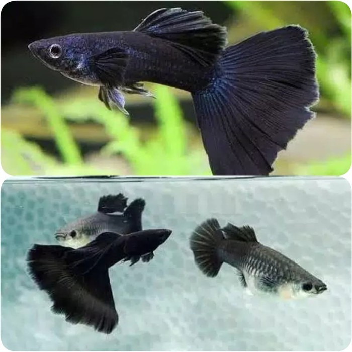 Ikan guppy black moscow