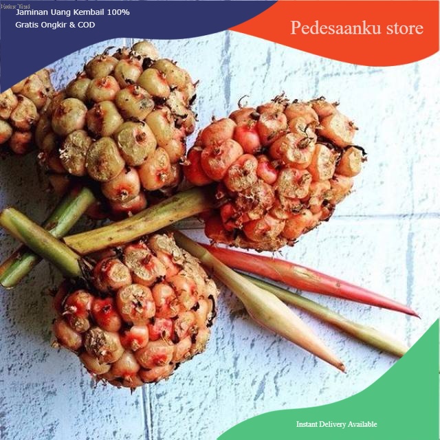 

Buah Honje matang di pohon 1 kg