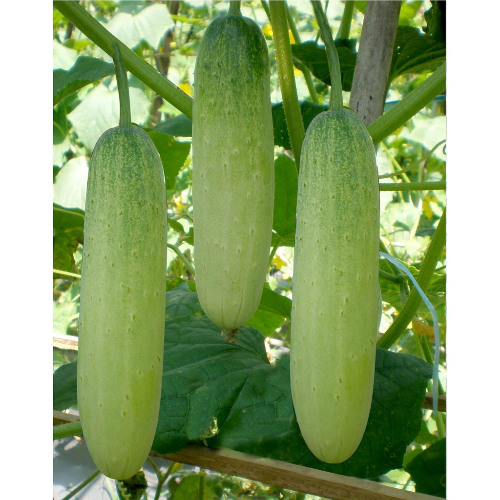 1 Budidaya Tanaman Timun Persiapan Benih Semai Youtube