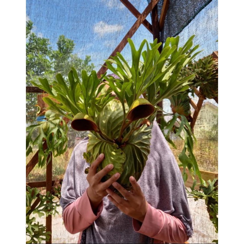 Platycerium Ridleyi size M kecil