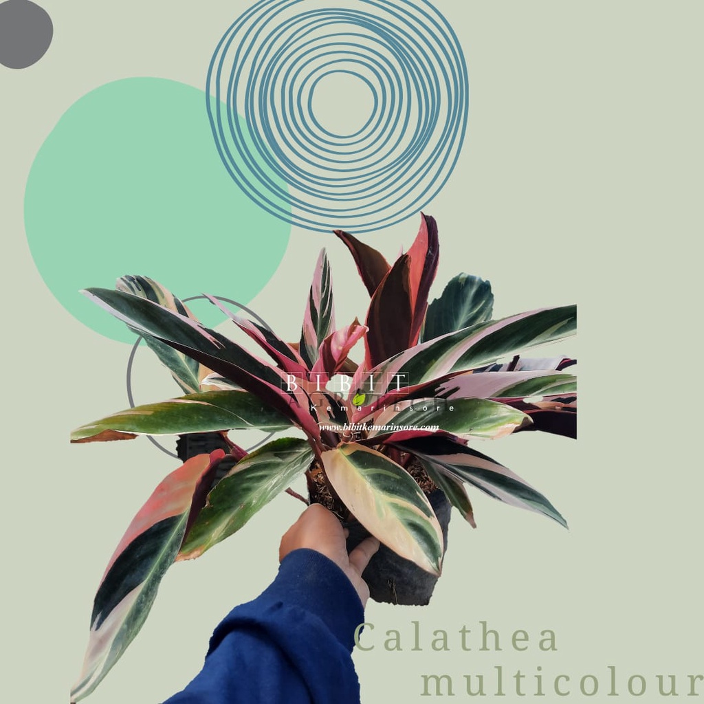 Bibit Tanaman Hias Calathea Multicolour/ Multicolor Merah Putih Rimbun dan Murah